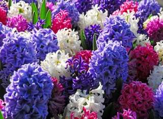 Hyacint colours.jpg